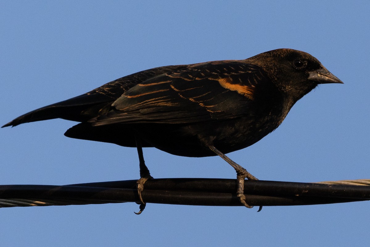 Red-winged Blackbird - ML624923271