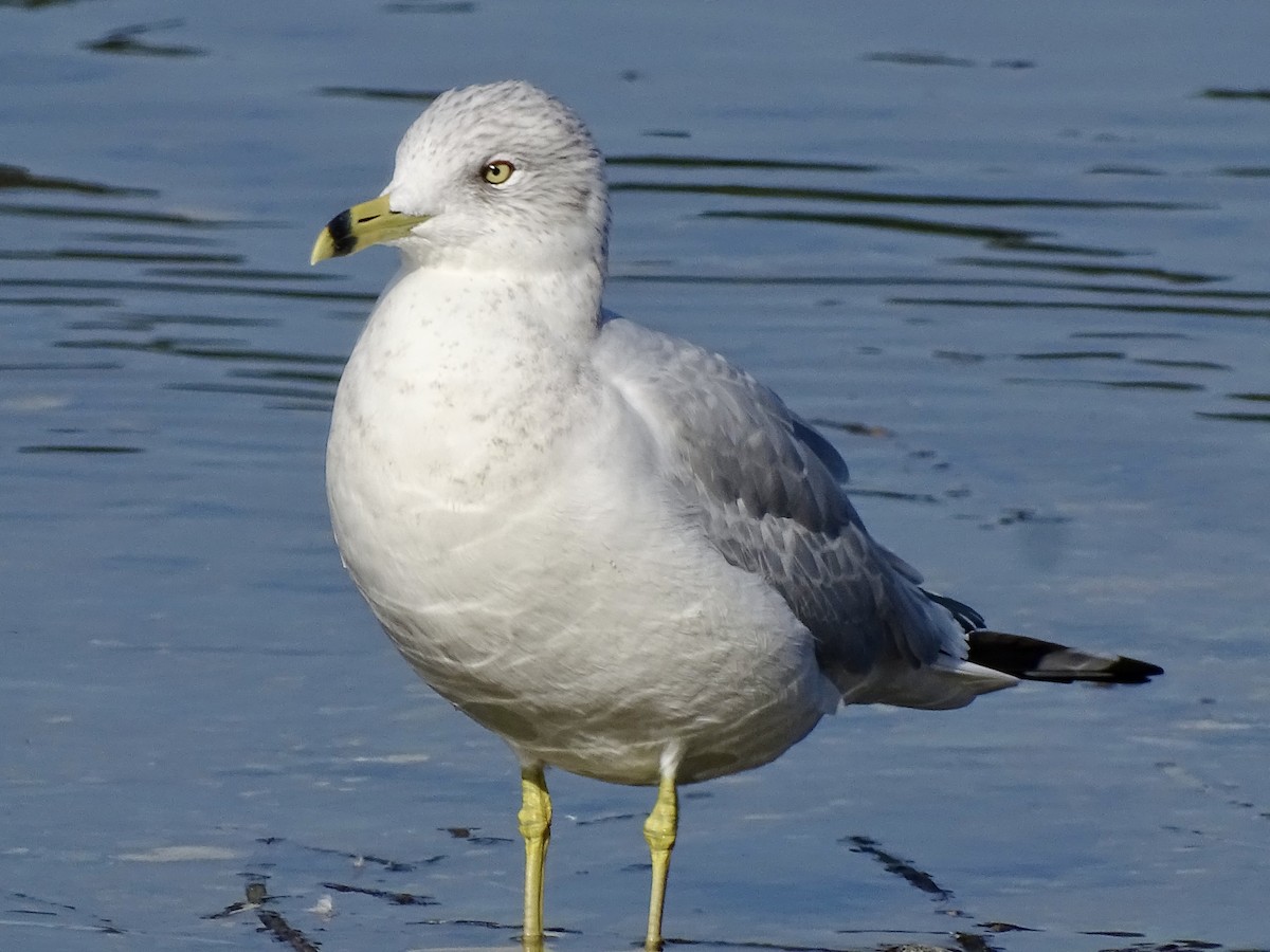Ring-billed Gull - ML624923302