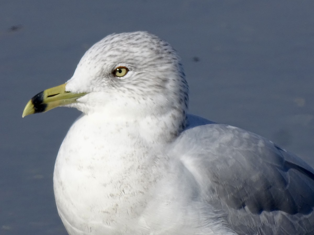 Ring-billed Gull - ML624923303