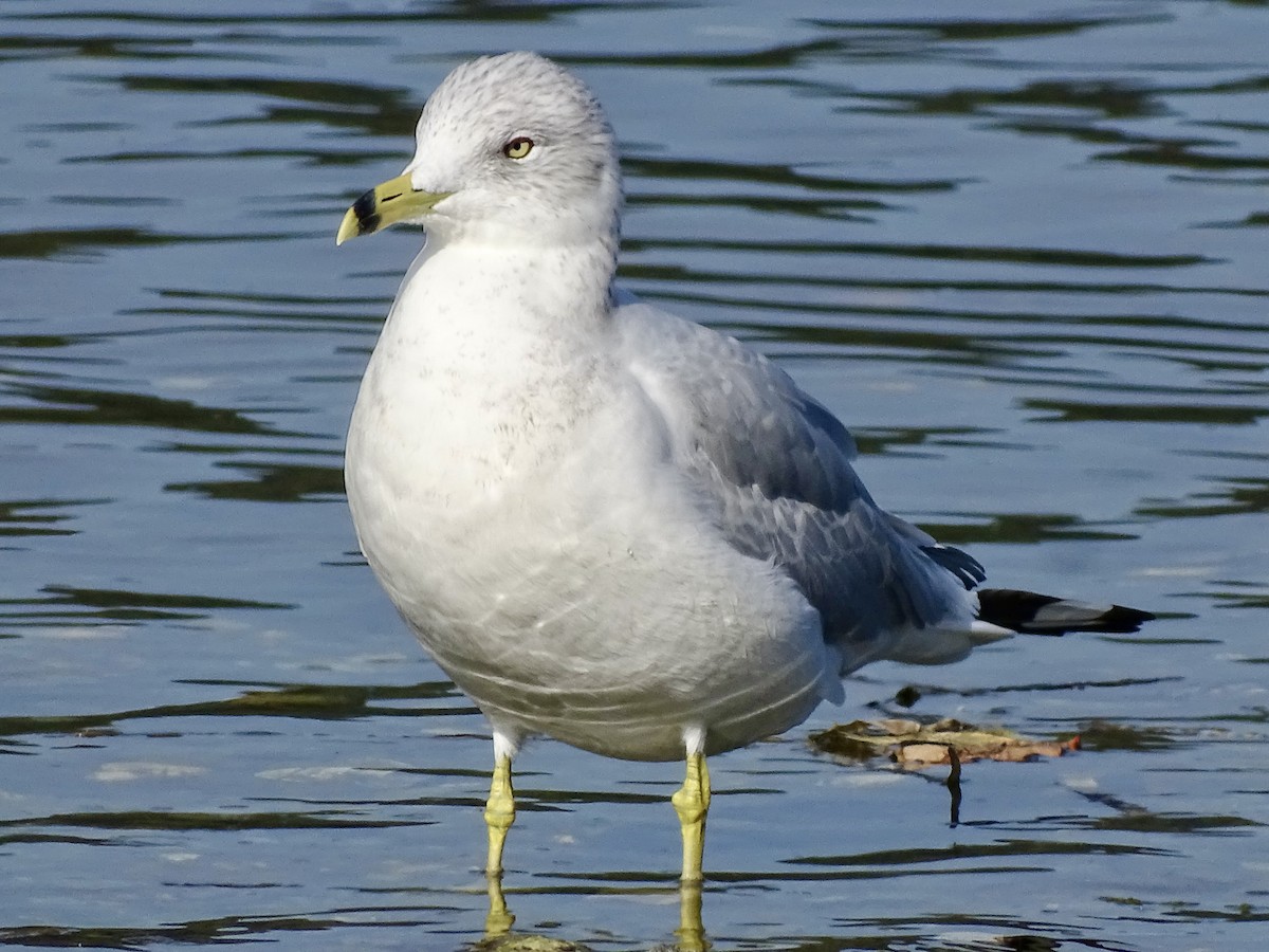 Ring-billed Gull - ML624923304