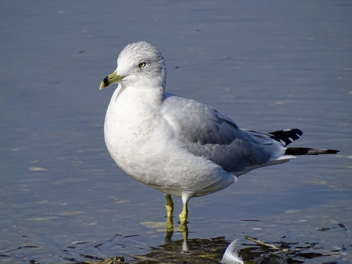 Ring-billed Gull - ML624923305