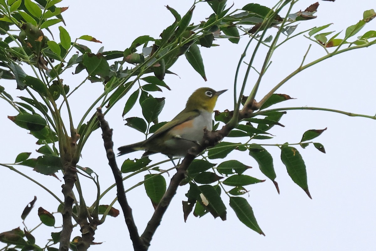 Chestnut-flanked White-eye - ML624923408