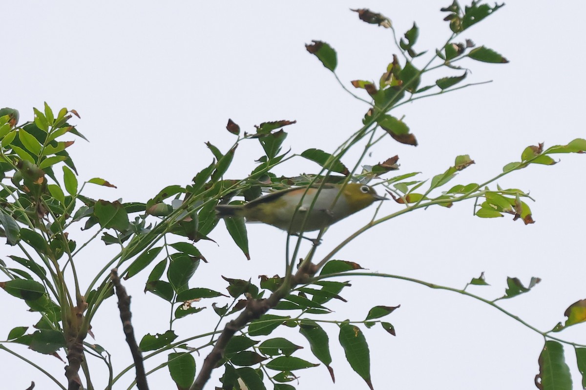 Chestnut-flanked White-eye - ML624923409