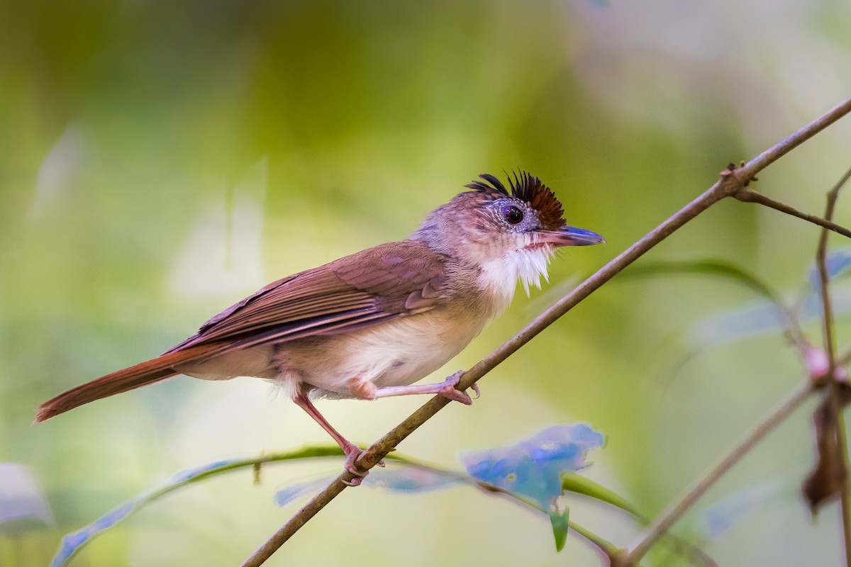 Scaly-crowned Babbler - Leslie Loh