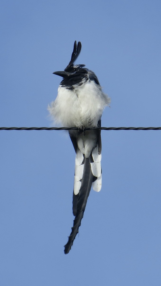 Black-throated Magpie-Jay - ML624923526