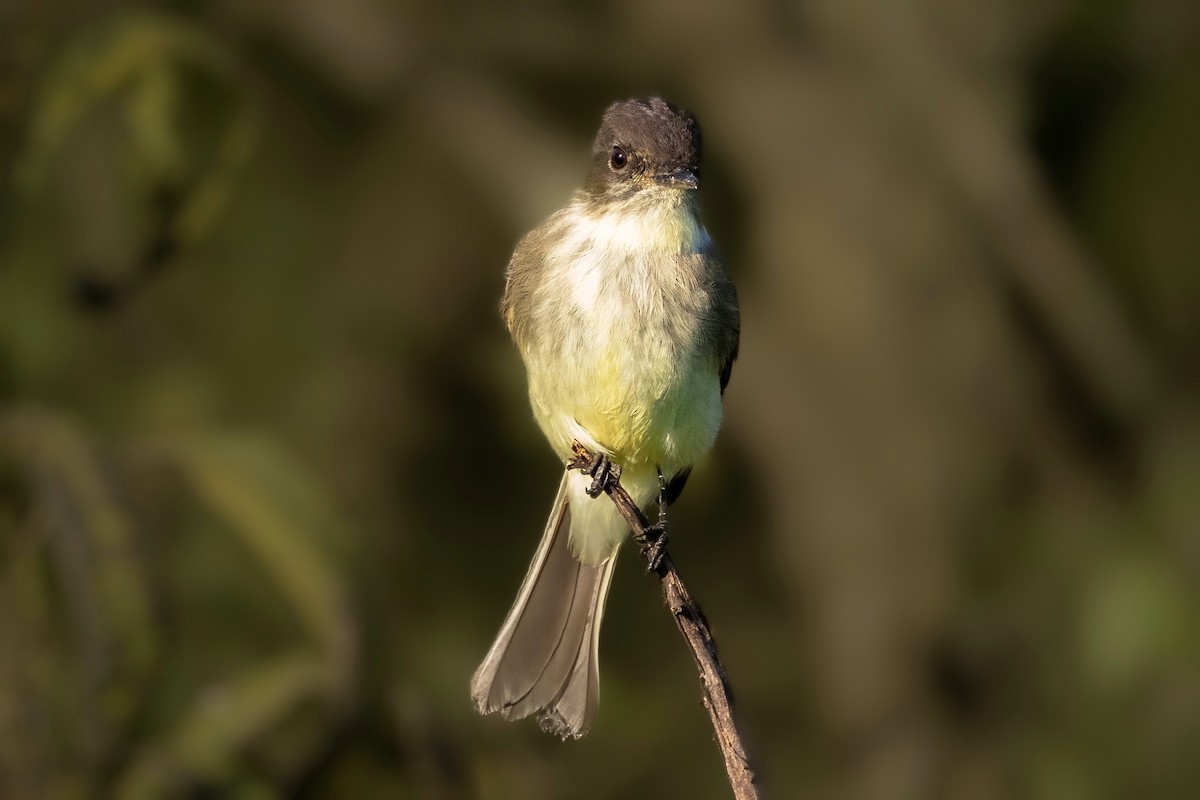 Eastern Phoebe - ML624923567