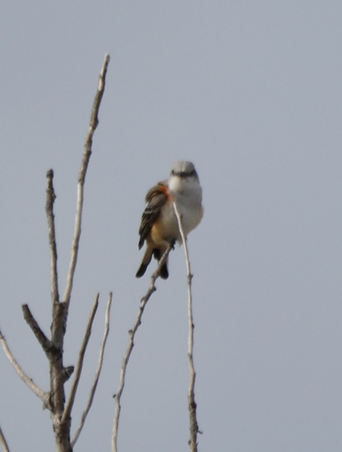 Scissor-tailed Flycatcher - ML624923653