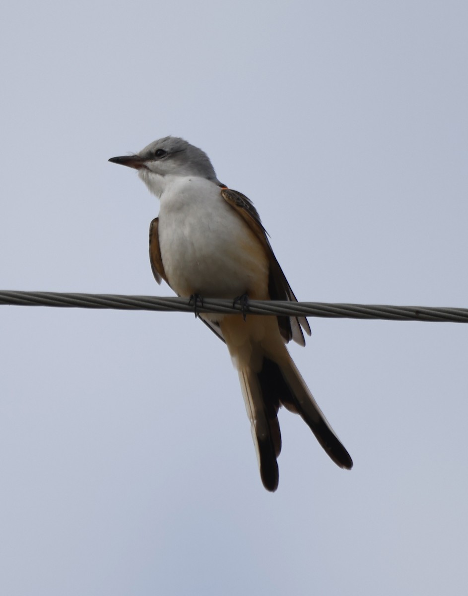 Scissor-tailed Flycatcher - ML624923654