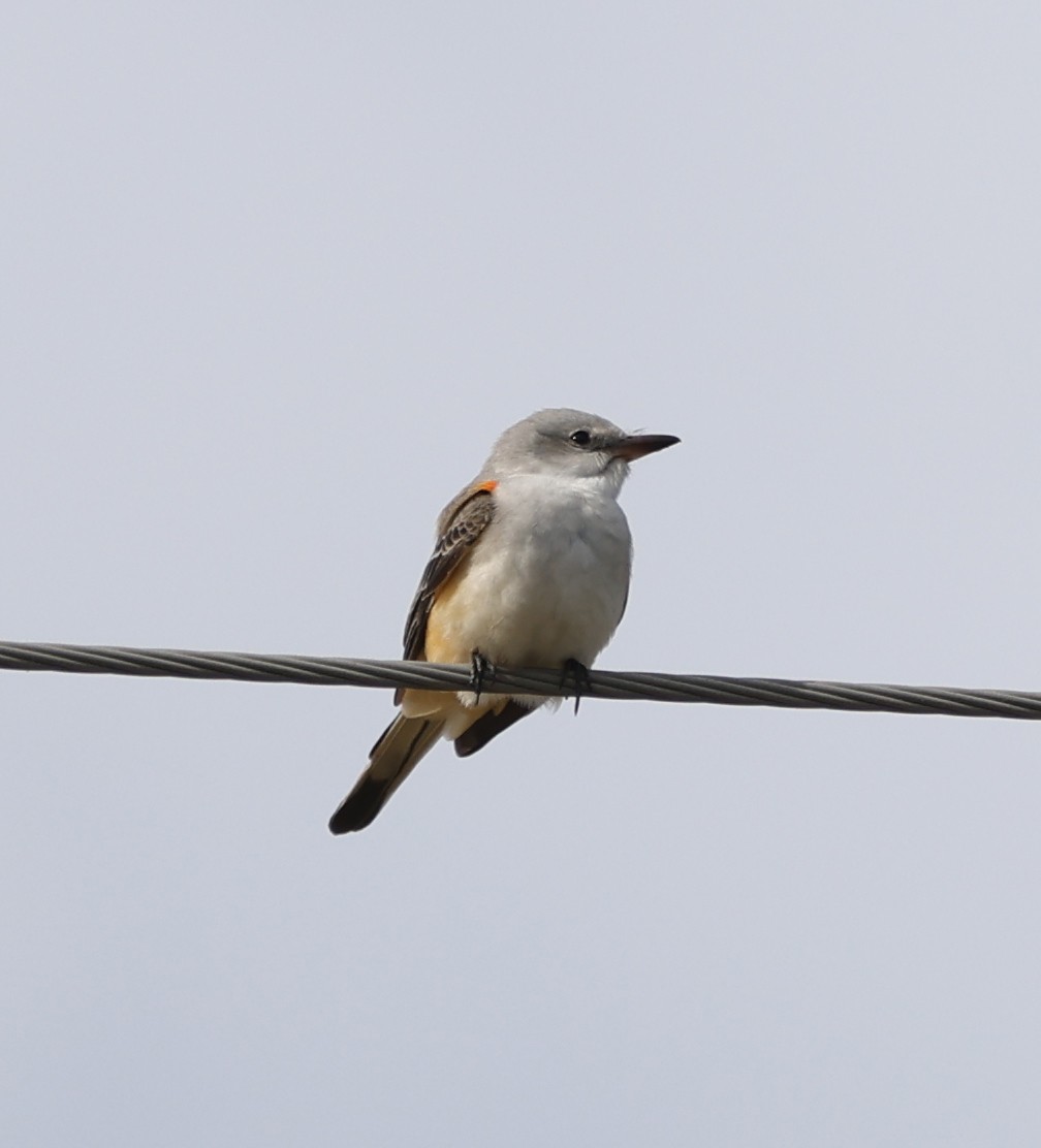 Scissor-tailed Flycatcher - ML624923655