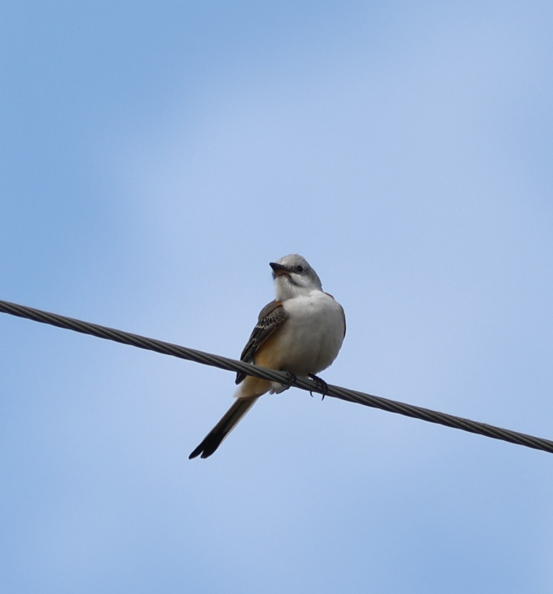 Scissor-tailed Flycatcher - ML624923656