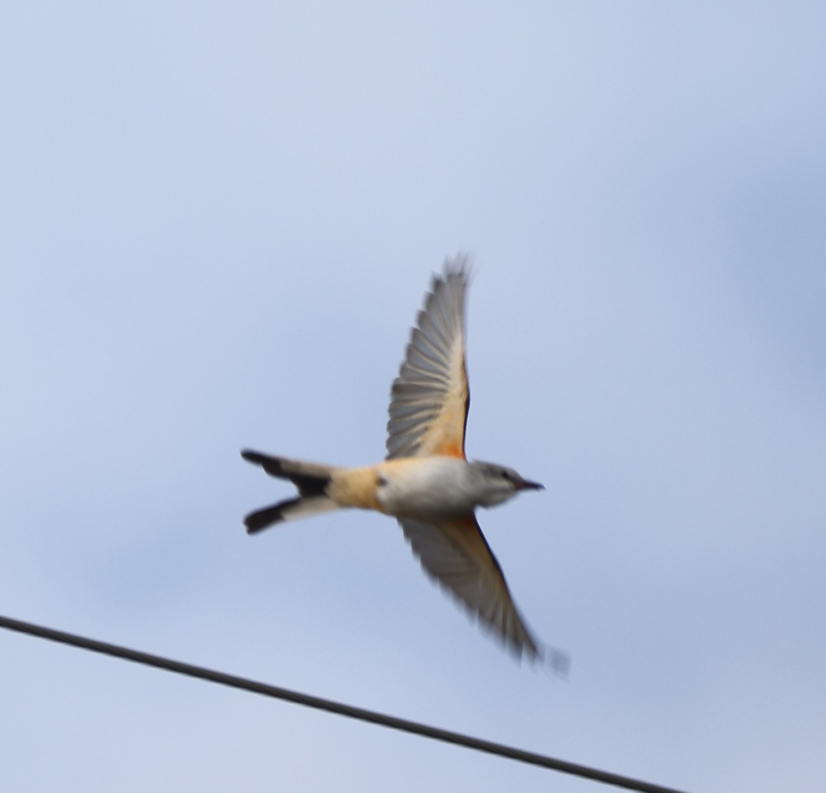 Scissor-tailed Flycatcher - ML624923657