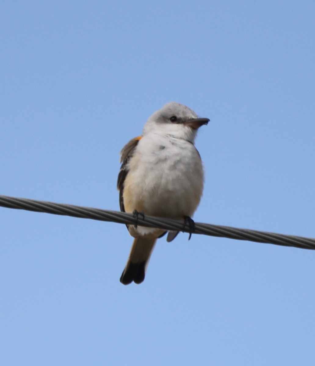 Scissor-tailed Flycatcher - ML624923659