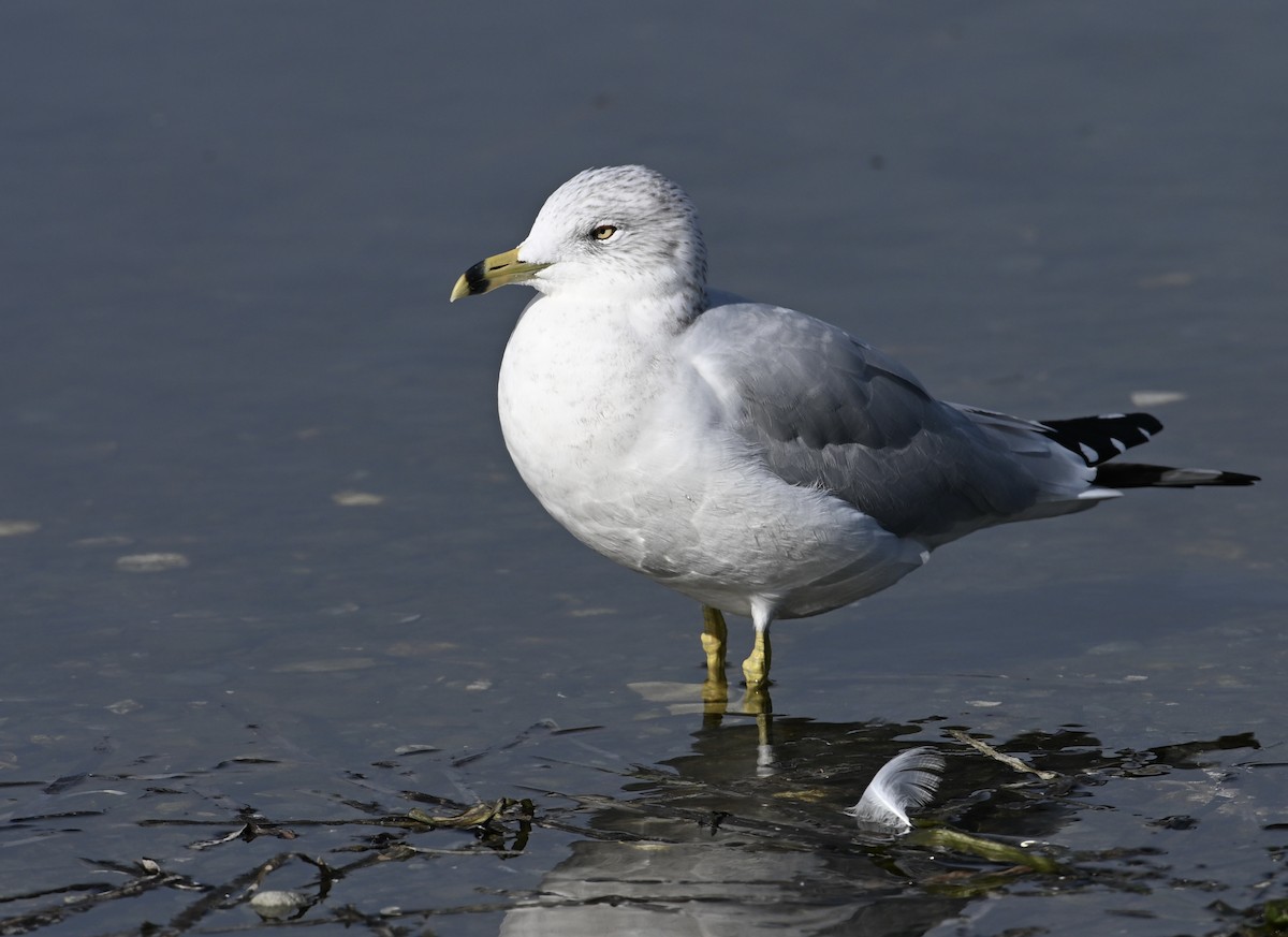 Ring-billed Gull - ML624923787