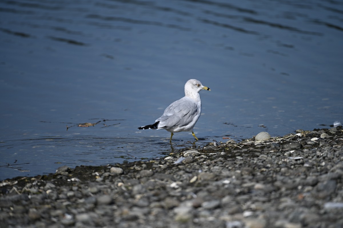 Ring-billed Gull - ML624923788