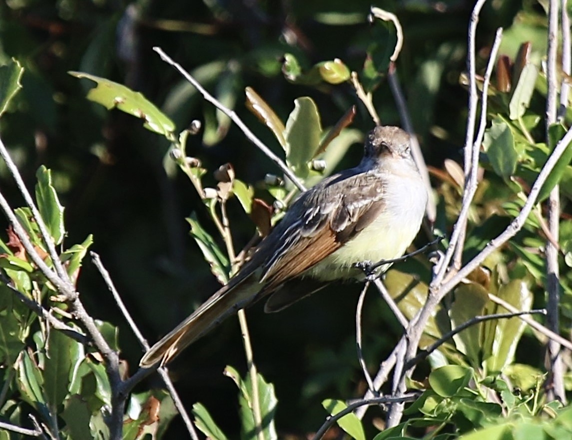 Ash-throated Flycatcher - Ken Hare