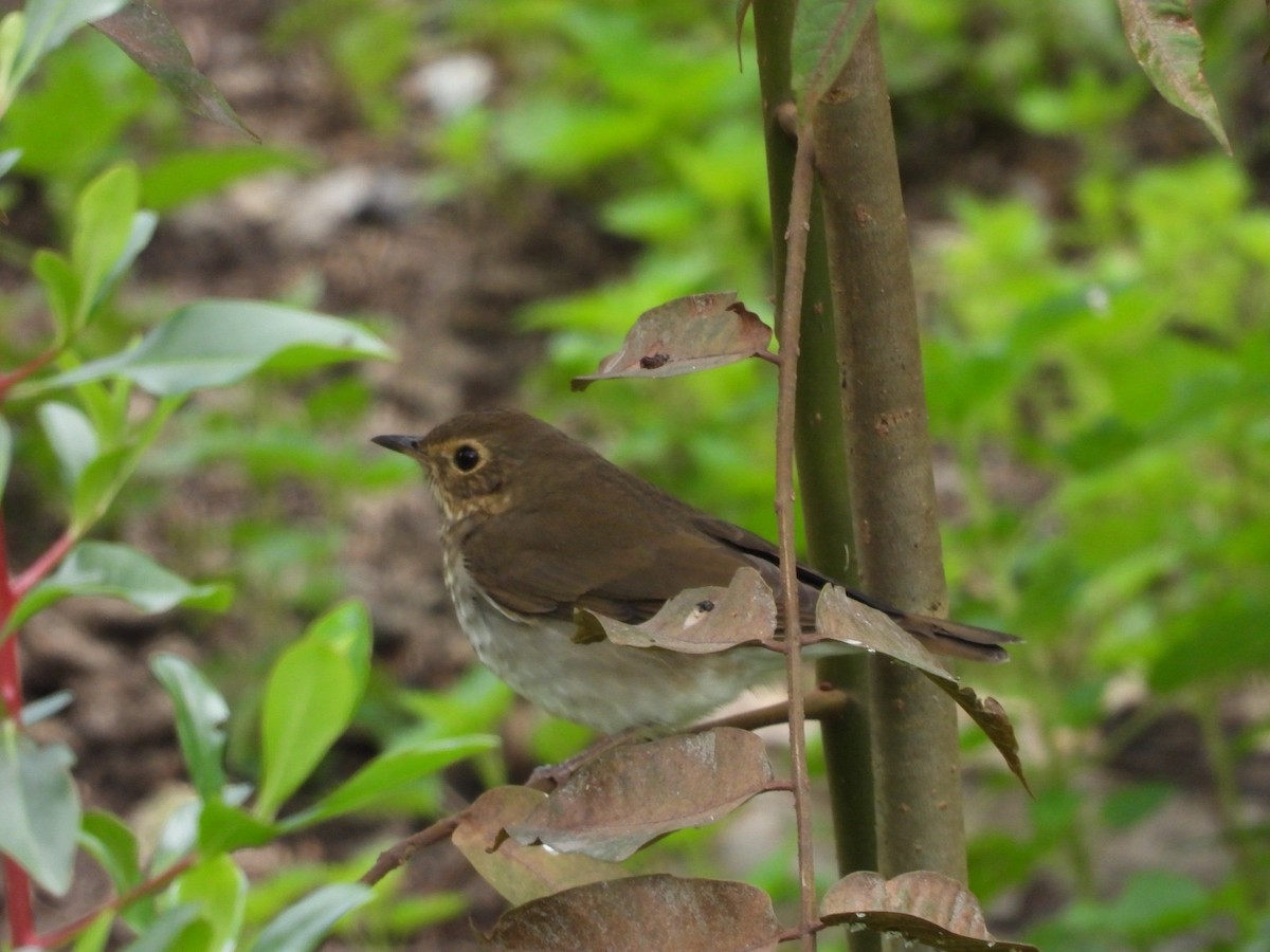 Swainson's Thrush - ML624923864