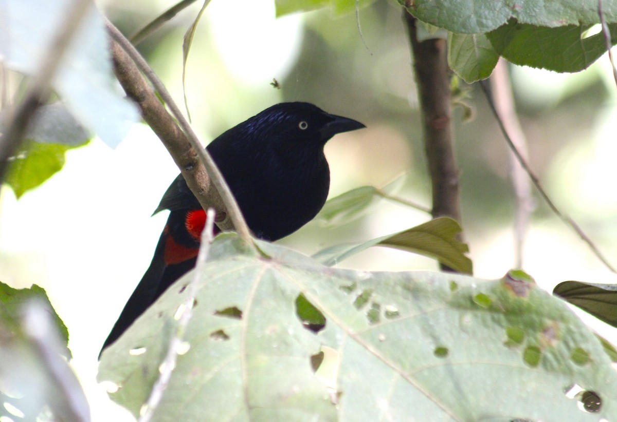 Red-bellied Grackle - ML624923948