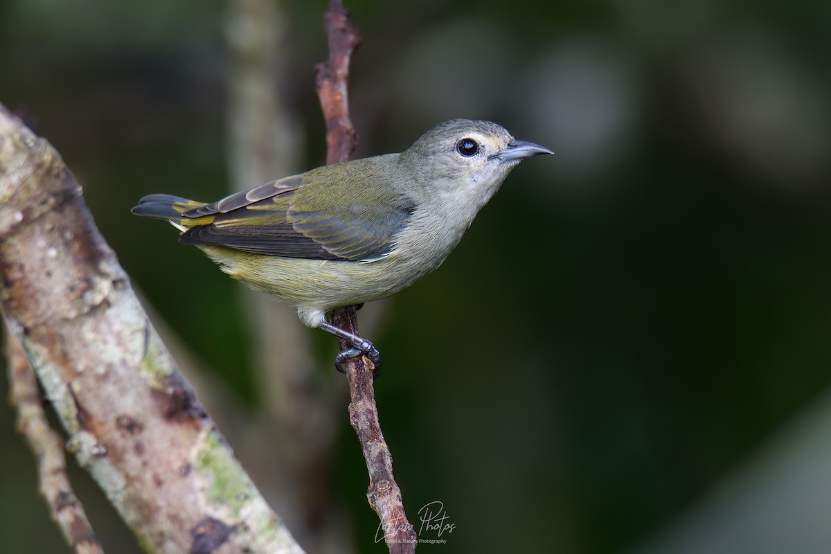 Pygmy Flowerpecker - ML624923950