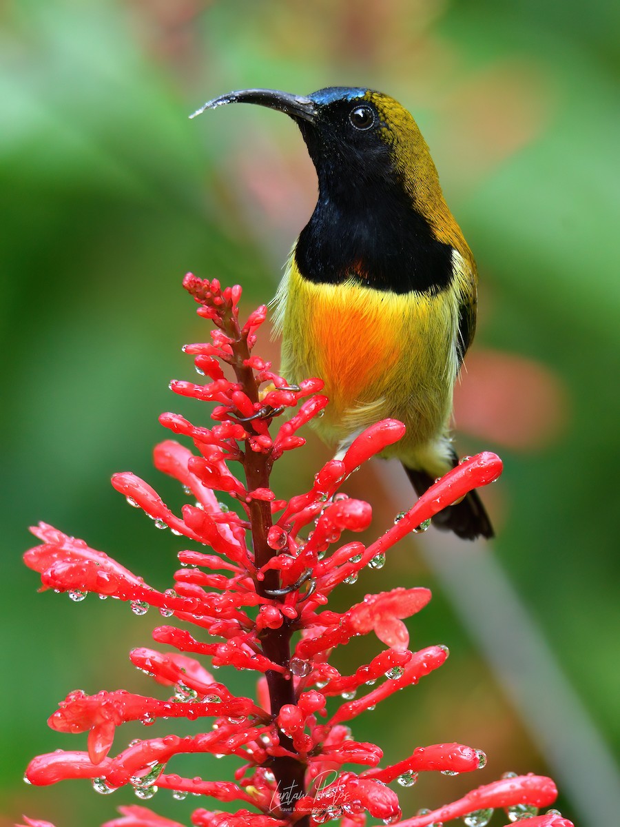 Flaming Sunbird - ML624923984