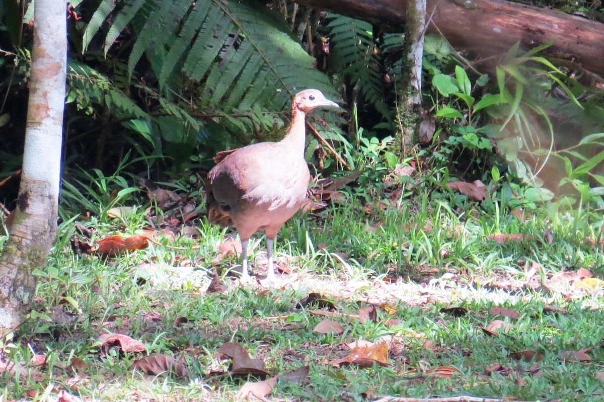 Solitary Tinamou - ML624923988