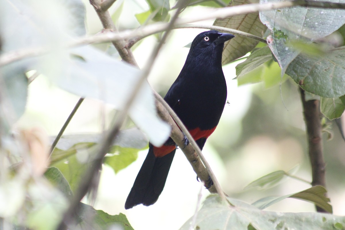 Red-bellied Grackle - ML624923989