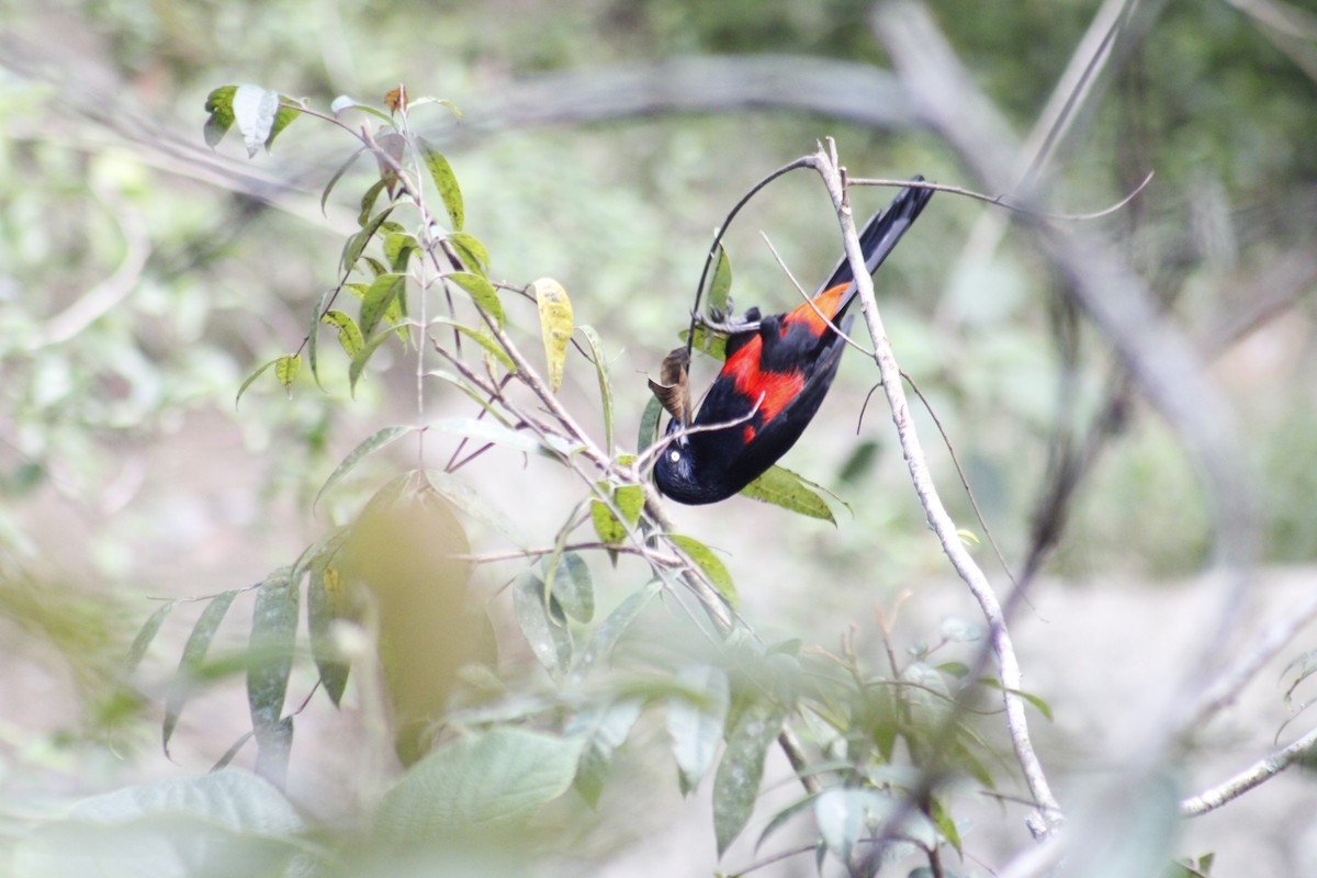 Red-bellied Grackle - ML624923995