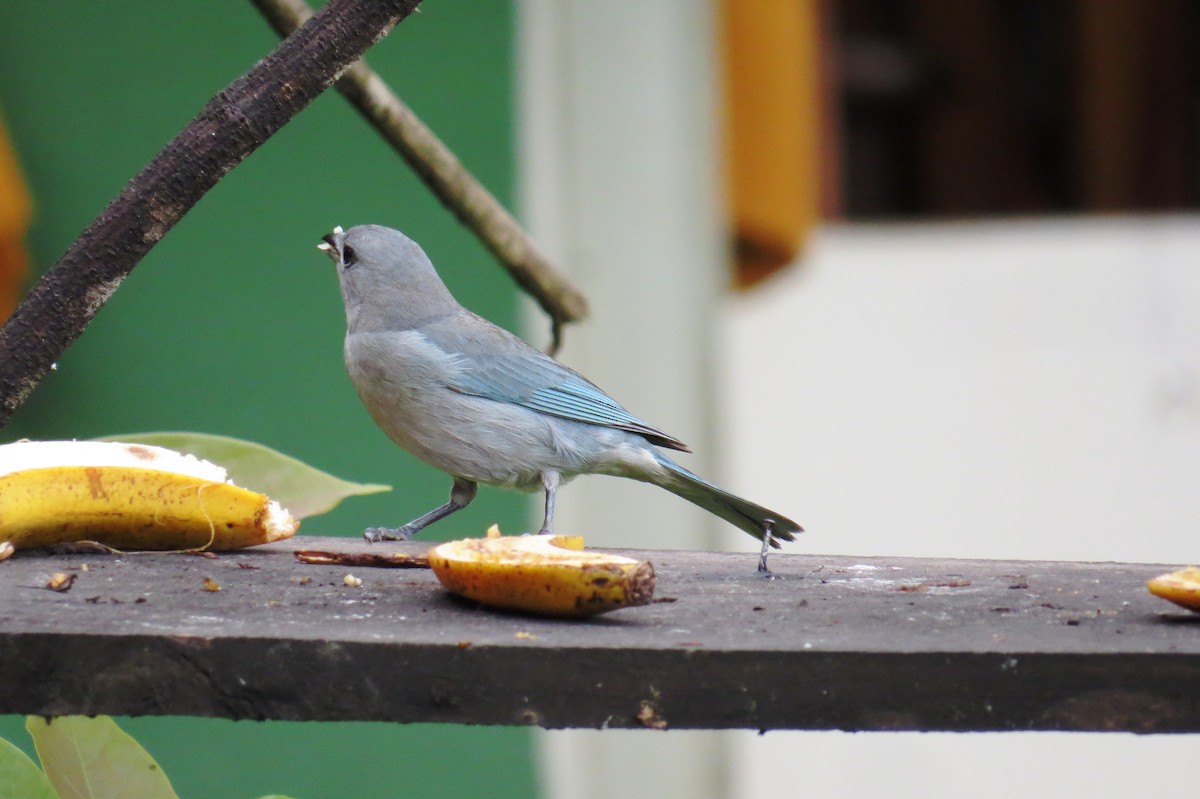 Sayaca Tanager - ML624924272