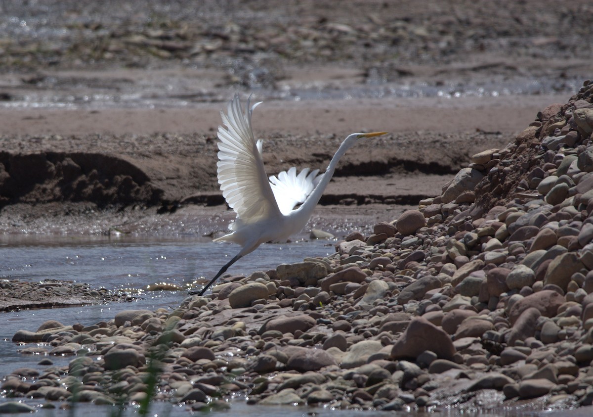 Great Egret - ML624924493