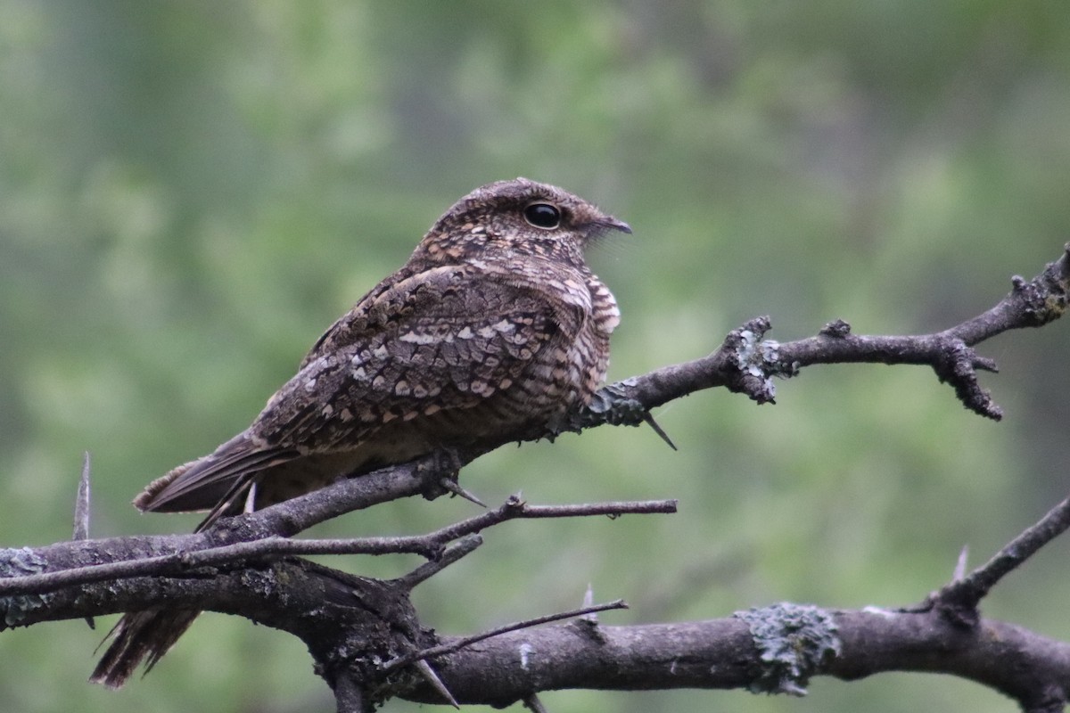 Scissor-tailed Nightjar - Valentin Regis