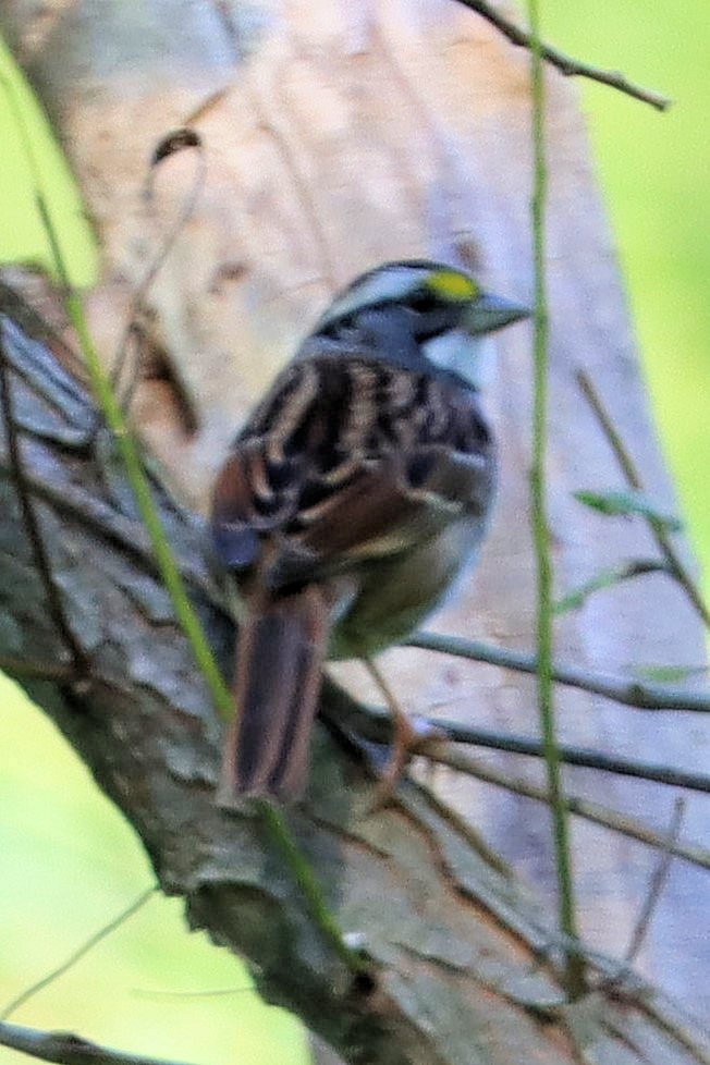 White-throated Sparrow - James Boughton