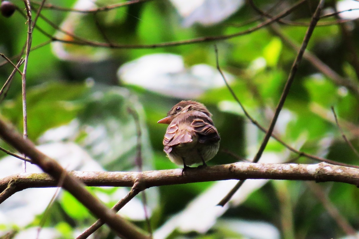 Euler's Flycatcher - ML624924635