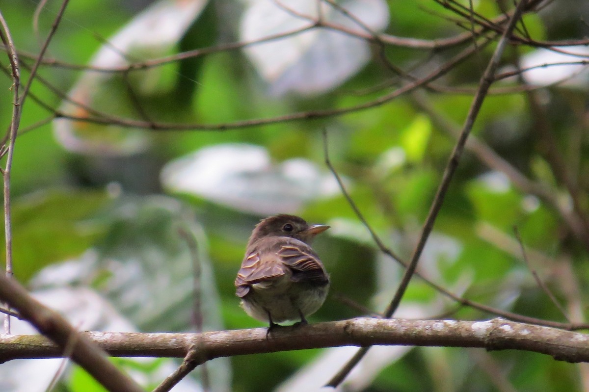 Euler's Flycatcher - ML624924636