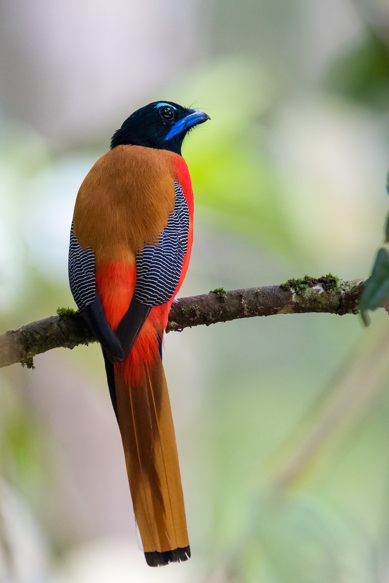Scarlet-rumped Trogon - ML62492471