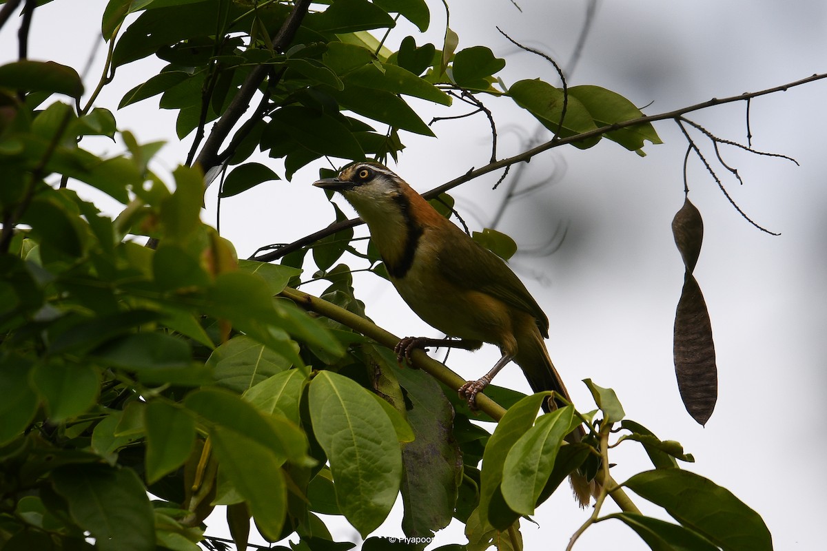 Lesser Necklaced Laughingthrush - ML624924721