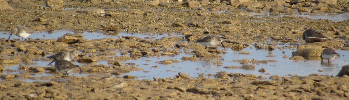 Dunlin - ML624924884