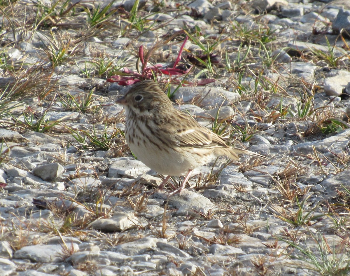 Vesper Sparrow - ML624924900
