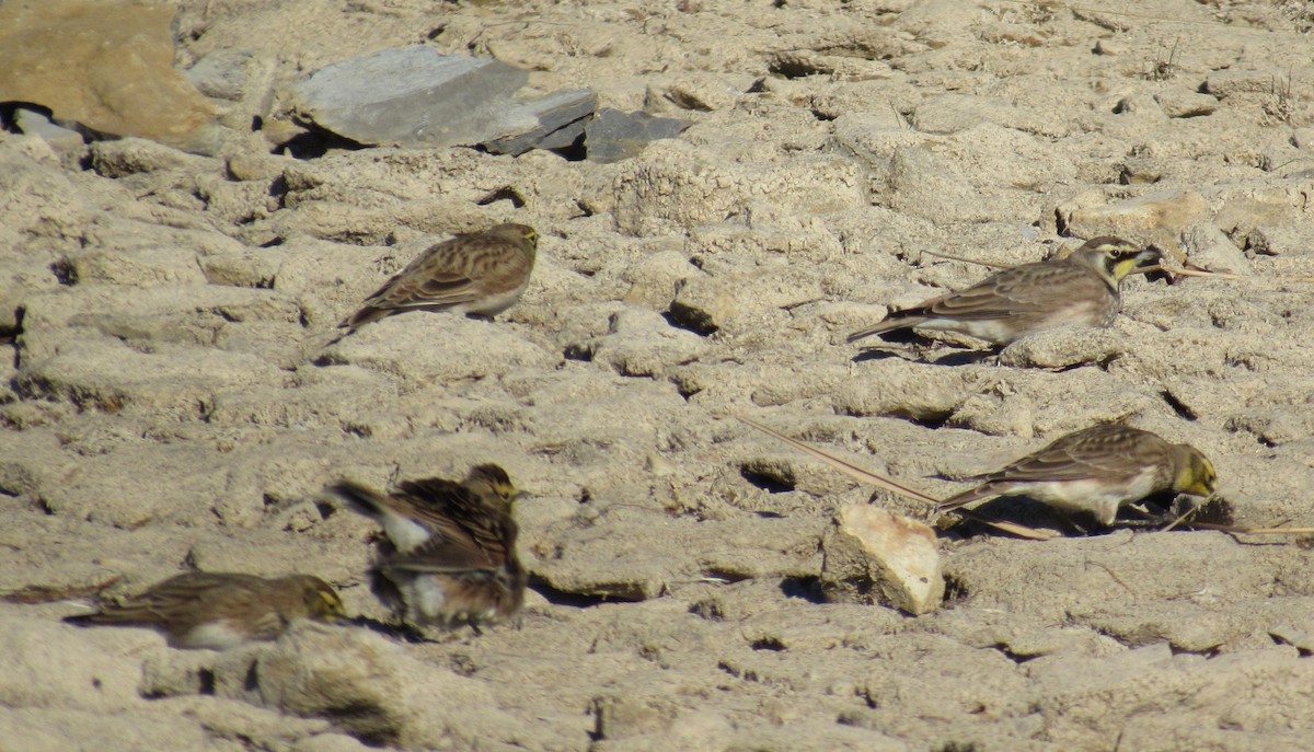 Horned Lark - ML624924918
