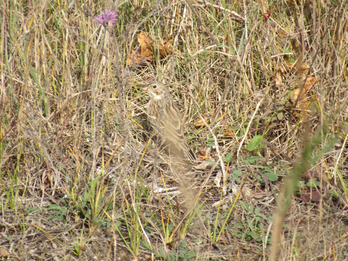 Vesper Sparrow - ML624924936