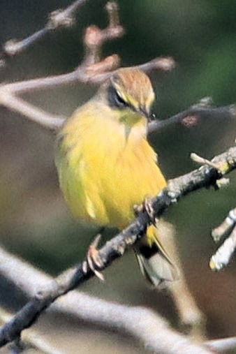 Palm Warbler - James Boughton