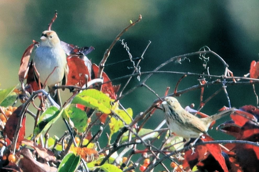 White-crowned Sparrow - James Boughton