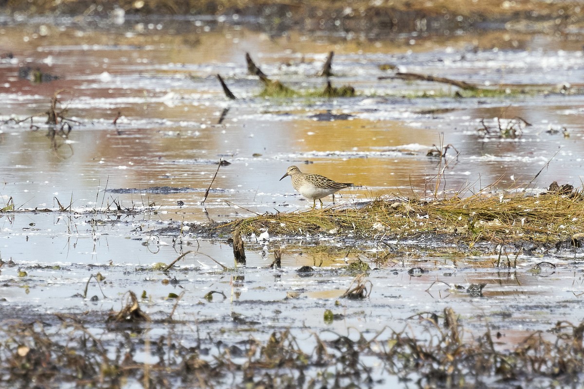 Pectoral Sandpiper - ML624925185