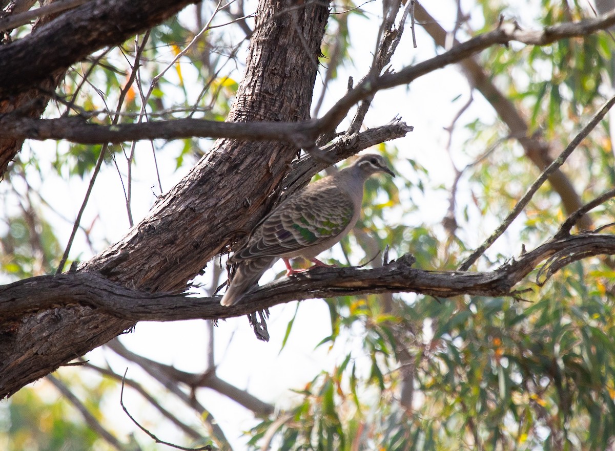 Common Bronzewing - ML624925250