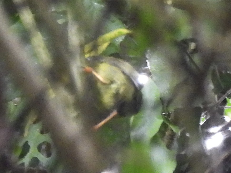 Golden-collared Manakin - ML624925362