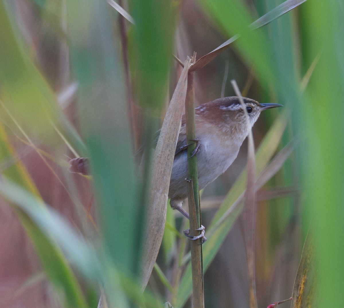 Marsh Wren - ML624925439