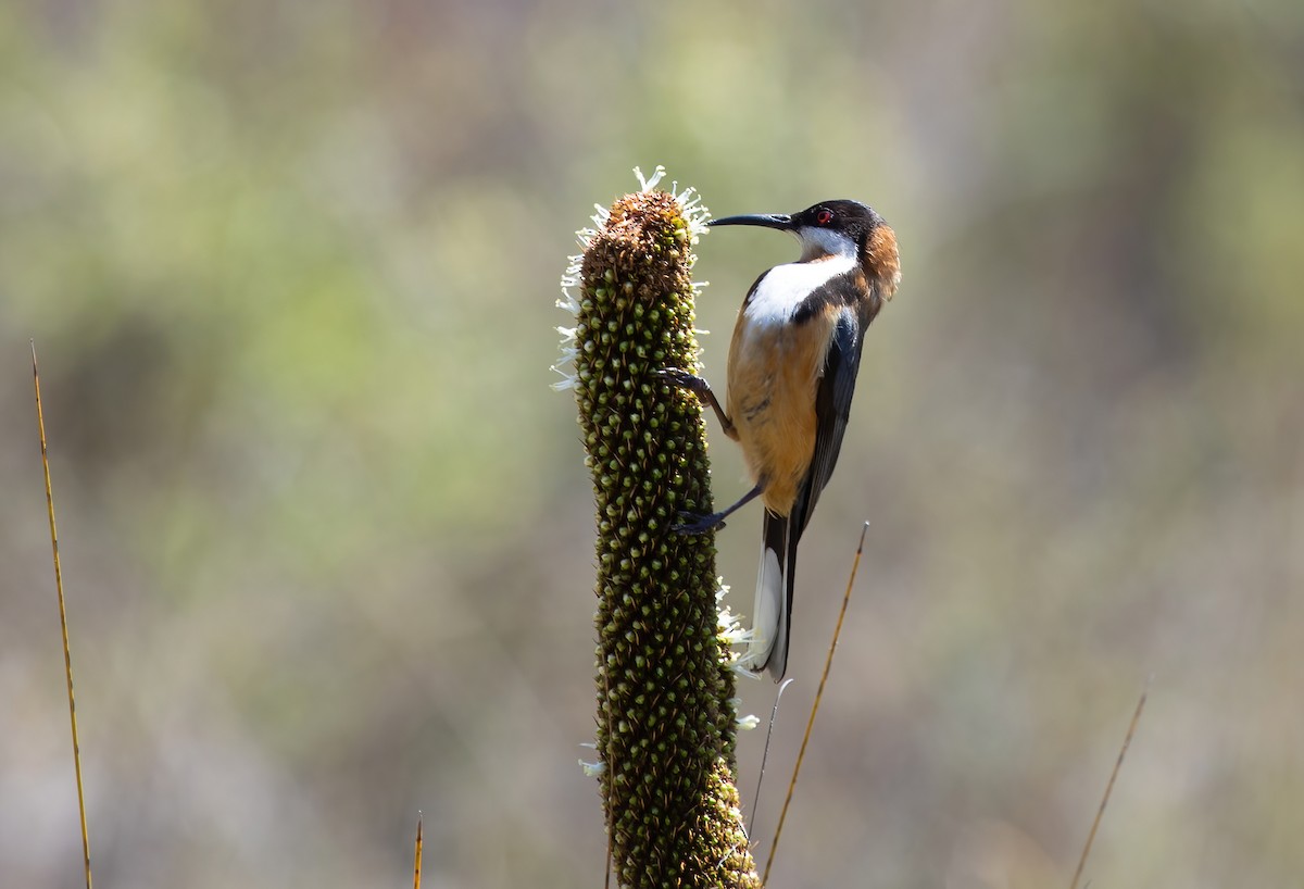 Eastern Spinebill - ML624925442
