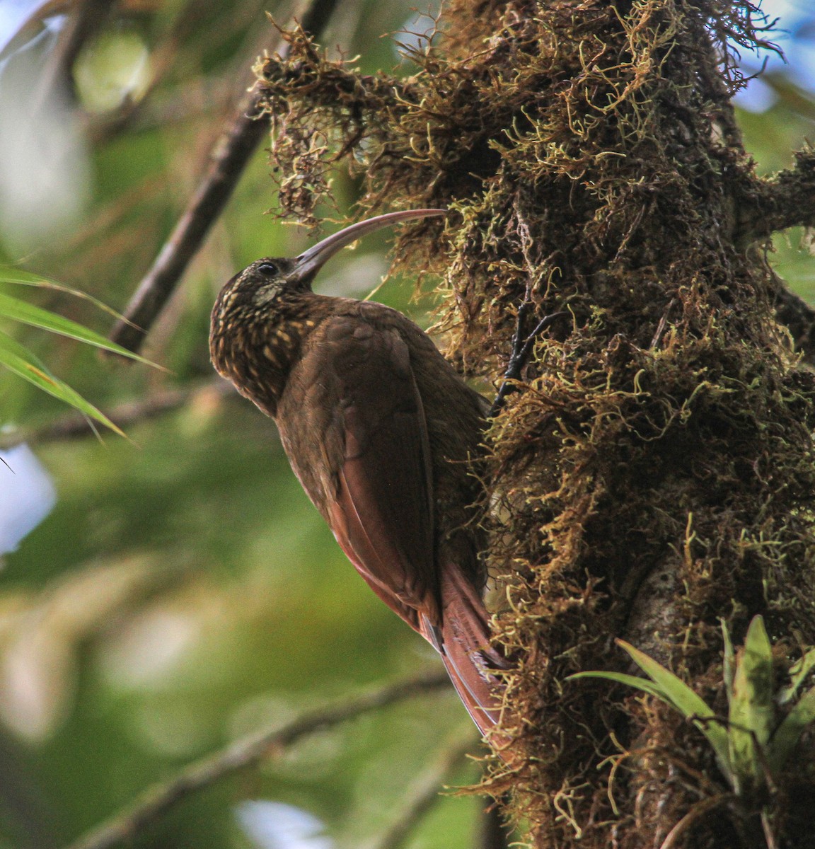 Greater Scythebill - ML624925801