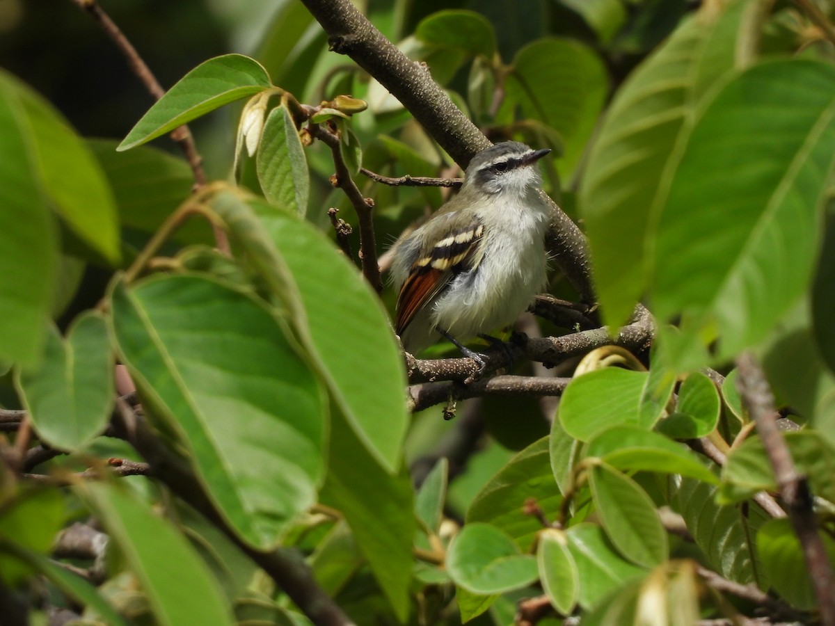 Rufous-winged Tyrannulet - ML624925892