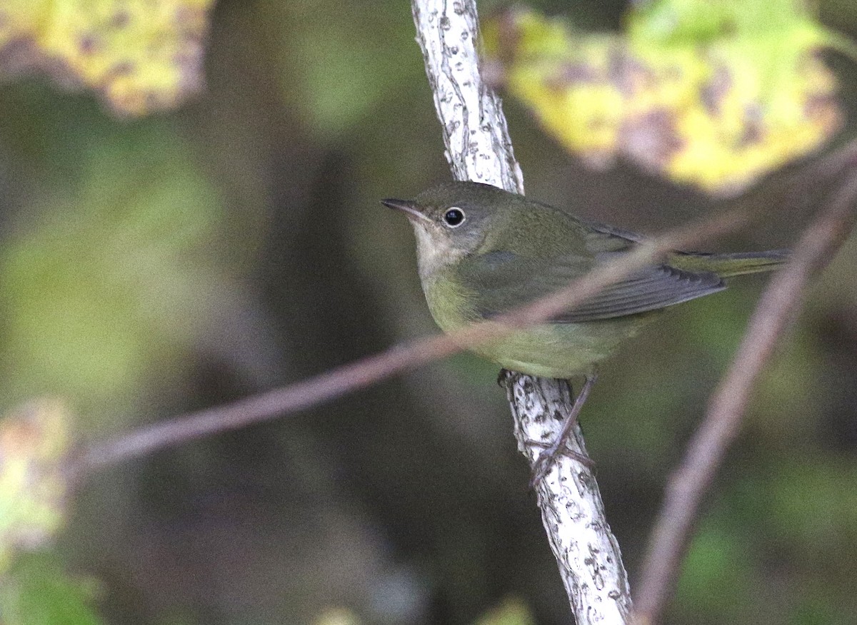 Connecticut Warbler - ML624925990