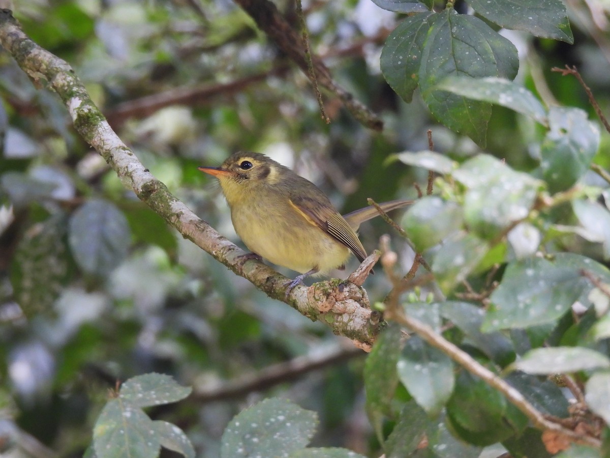 Oustalet's Tyrannulet - ML624926145