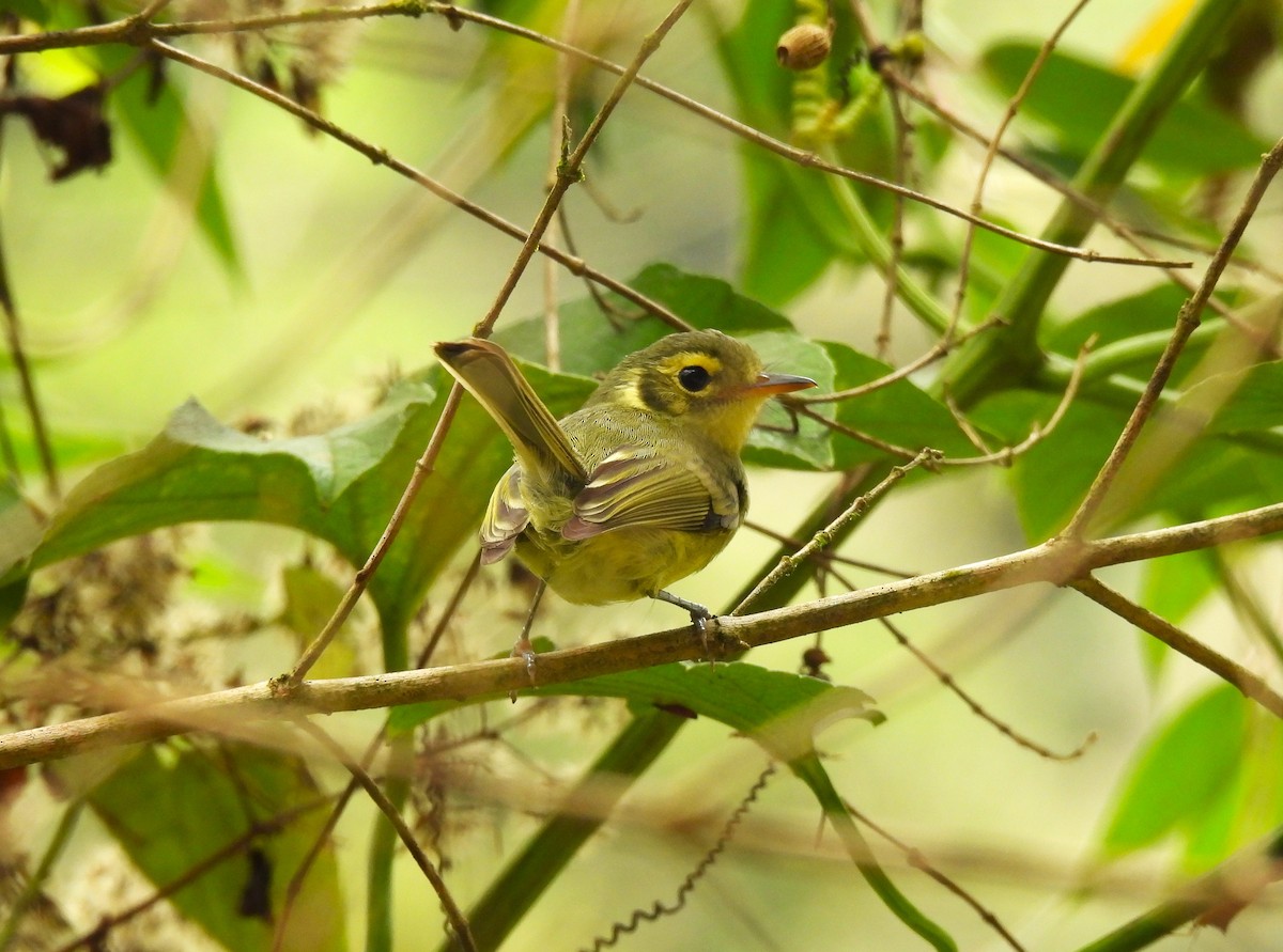 Oustalet's Tyrannulet - ML624926146